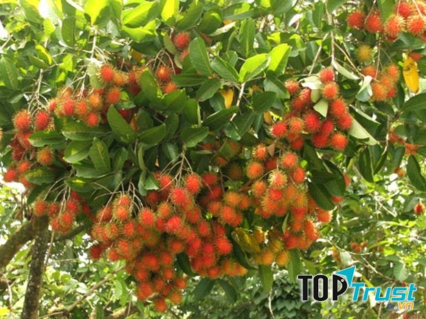 Vườn cây ăn trái Cái Mơn