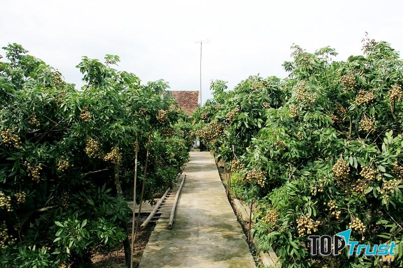 Vườn cây trái xanh tươi