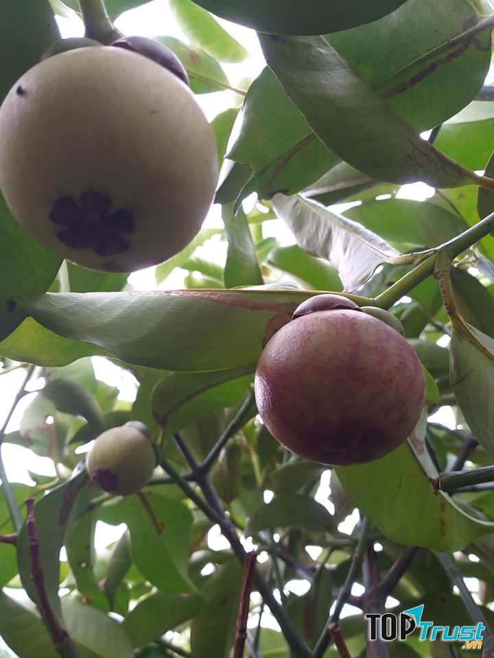 Măng cụt tại vườn 2 Lèo