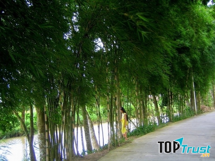 Con đường làng rợp bóng cây, những tán tre xanh phấp phới theo gió.