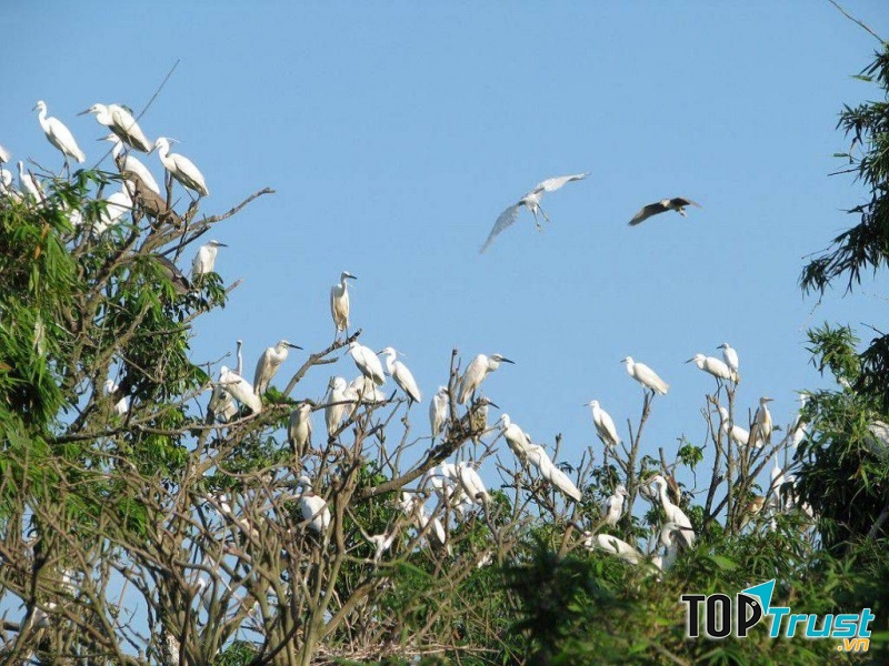 Vườn cò bằng lăng