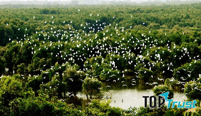 Vô  số chú cò sống nương nhờ những tàn cây.