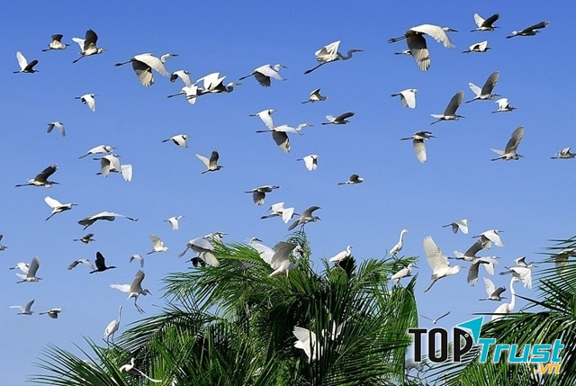 Khu sinh thái với vườn cò bay rợp trời