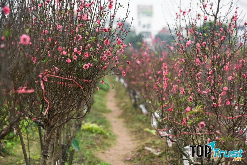 Vườn đào Nhật Tân