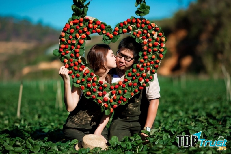 Vườn dâu Đà Lạt