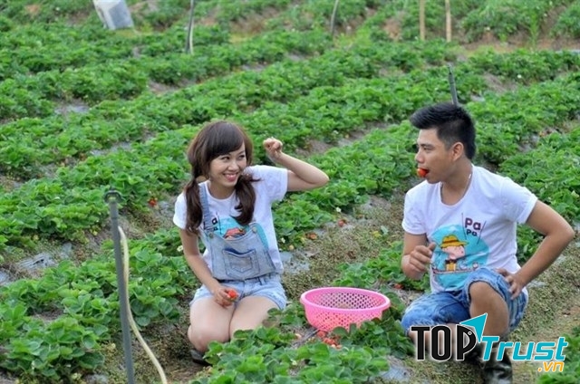 Vườn dâu Đà Lạt