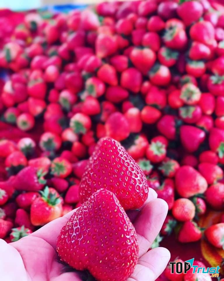 Giống dâu tây ở đây là dâu tây Nhật nên ngọt lắm, vẻ ngoài đỏ rực bên trong mọng nước khiến các tín đồ mê dâu tây không thể bỏ qua