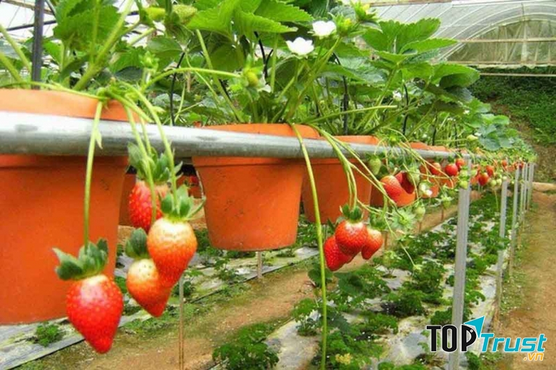 Dâu tây tại vườn dâu Nguyễn Lâm Thanh