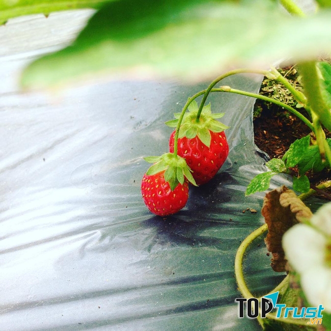 Dâu vườn Bà Vai