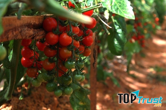 Vườn dâu Bà Vai ngoài dâu tây là chính thì còn có rất nhiều các loại hoa quả Đà Lạt khác