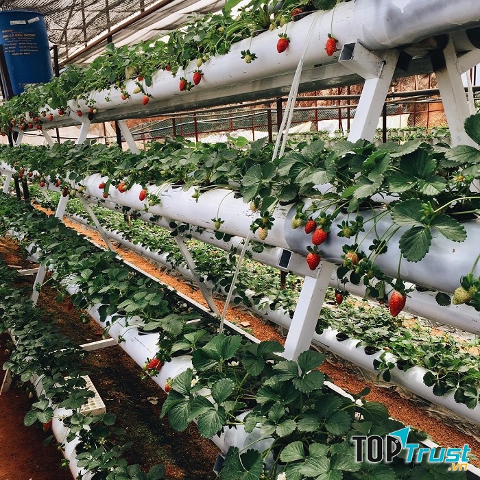 Vườn dâu chú Hùng