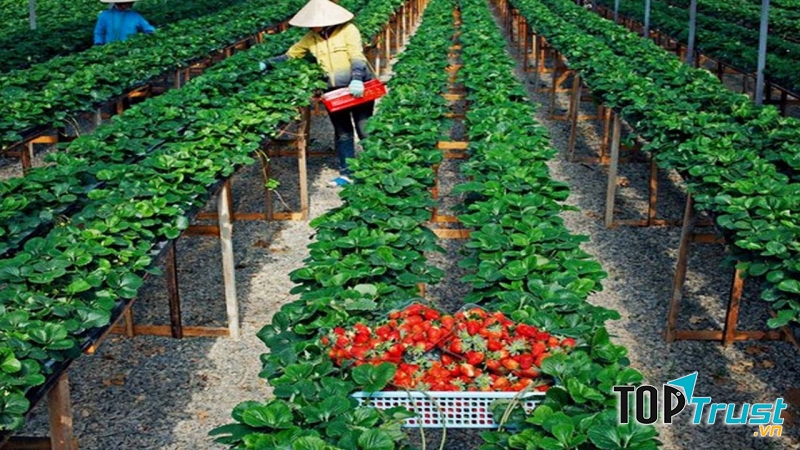 Vườn dâu cô Tâm