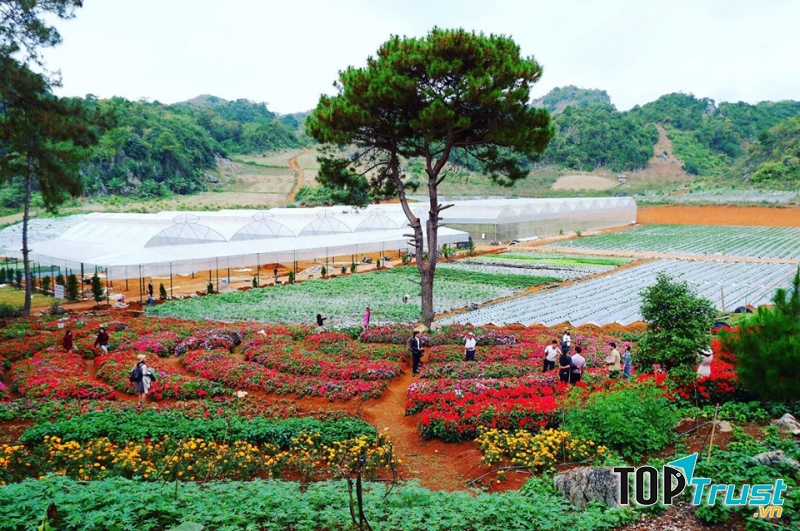 Chimi nhìn từ trên cao lãng mạn vô cùng