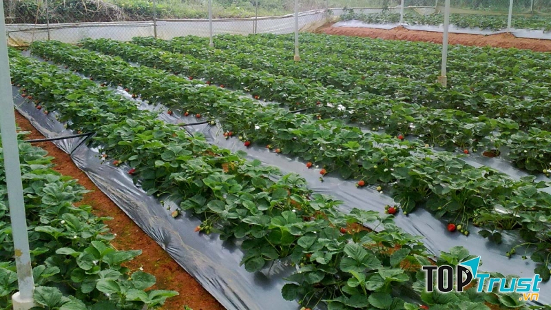 Vườn dâu tây sạch Bà Lan