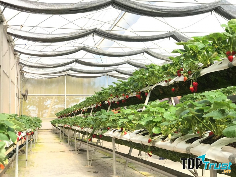 Sản phẩm dâu tây tại Thắng Thịnh đạt chuẩn VietGAP, ứng dụng công nghệ hiện đại của Canada và Mỹ
