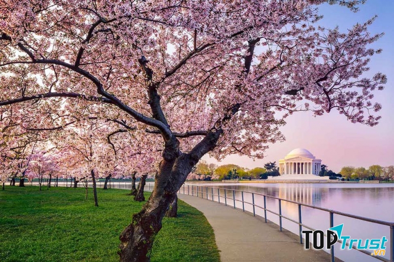 Vườn hoa anh đào, Washington D.C. (Mỹ)