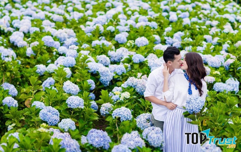 Vườn hoa cẩm tú cầu (Lâm Hà - Lâm Đồng)