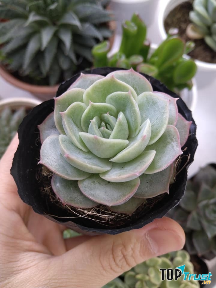 Vườn Hoa Cây Cảnh BMT