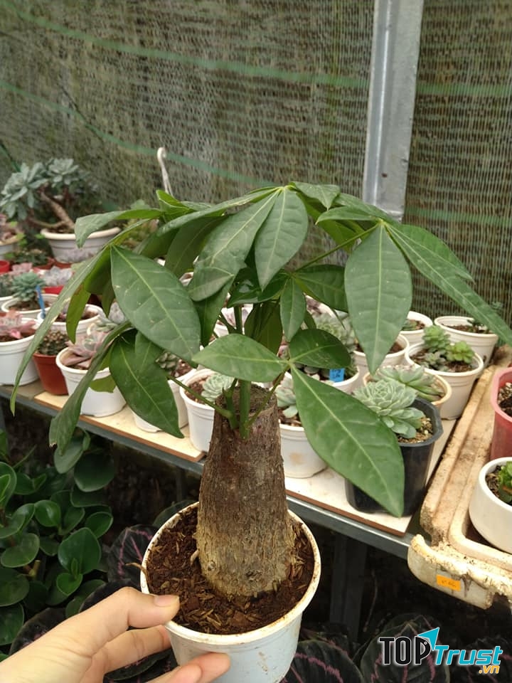 Vườn Hoa Cây Cảnh BMT