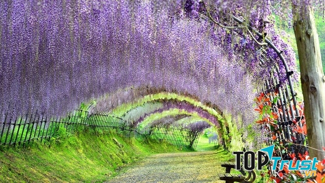 Vườn hoa Kawachi Fuji (Fukuoka)