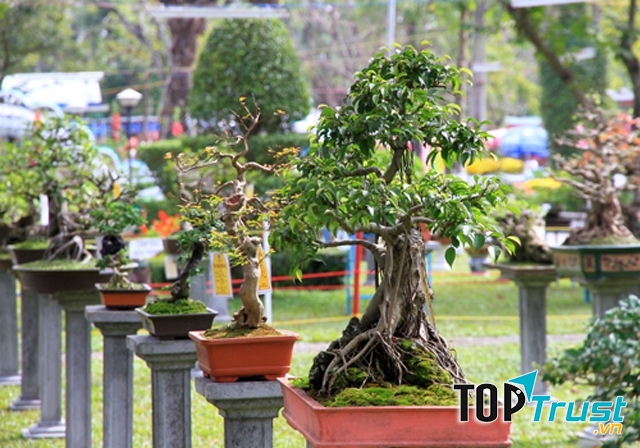 Cây kiểng được trồng công phu