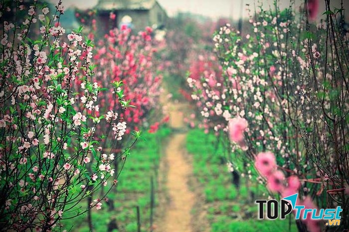 Mùa xuân hoa đào nở rộ ở vườn hoa Nhật Tân