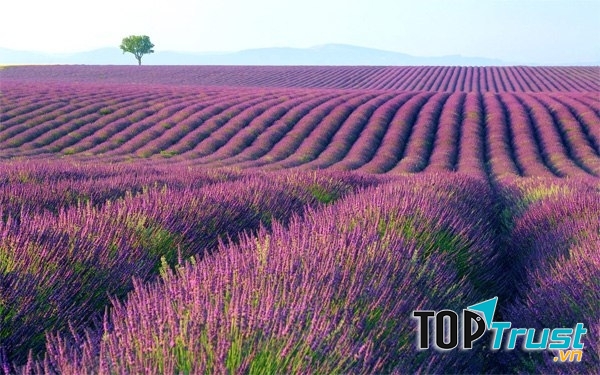 Vườn hoa oải hương Provence – Pháp