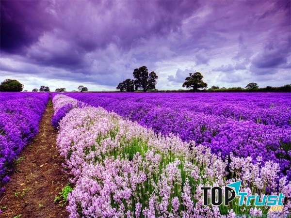 Vườn hoa oải hương Provence – Pháp