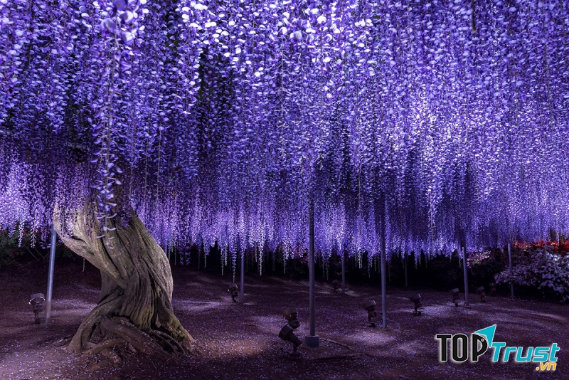 Vườn hoa tử đằng Ashikaga – Nhật Bản