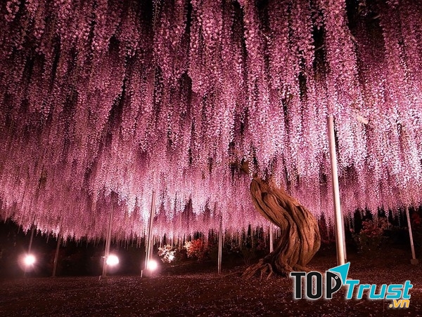 Vườn hoa tử đằng Ashikaga – Nhật Bản