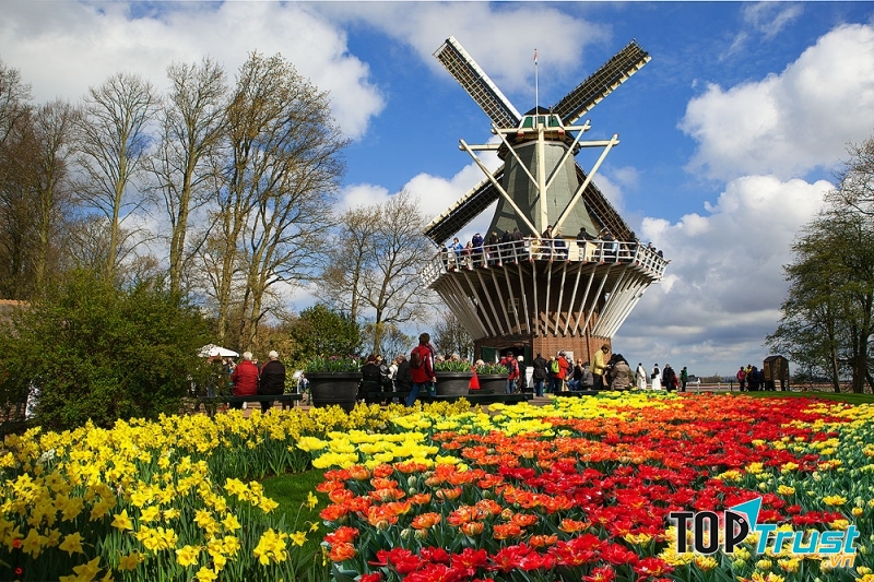 Vườn hoa tulip nở rộ