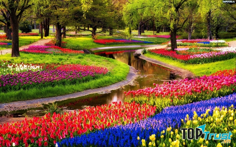 Vườn hoa tulip nở rộ