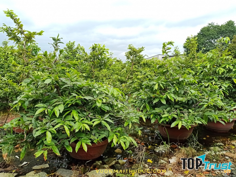 Vườn Mai Phong Hồng