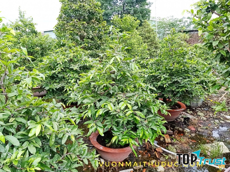 Vườn Mai Phong Hồng