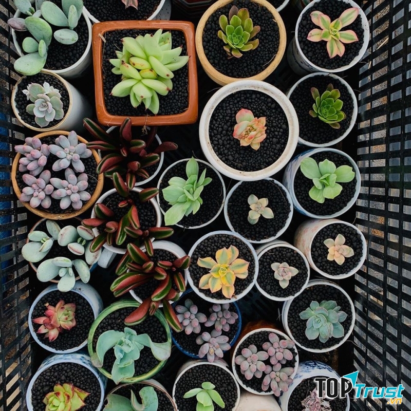 Vườn Mọng Nước - succulent & Cactus Đà Lạt
