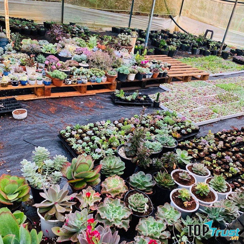 Vườn Mọng Nước - succulent & Cactus Đà Lạt