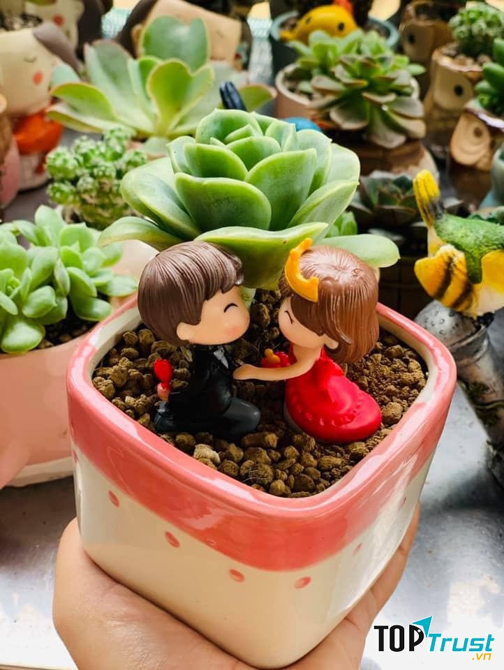 Vườn Nhà Nấm - Xương rồng, Sen đá Decor