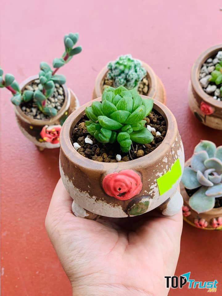 Vườn Nhà Nấm - Xương rồng, Sen đá Decor