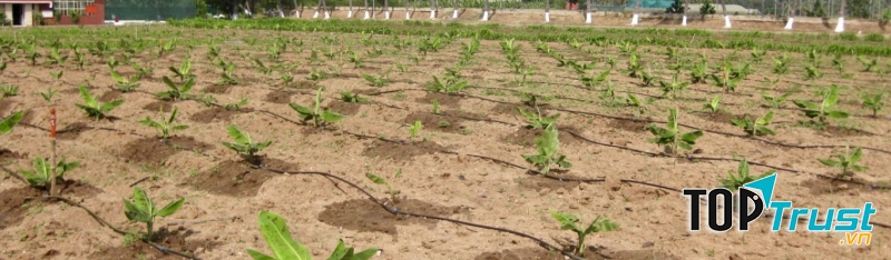 Thiết bị tưới nhỏ giọt tại Vườn Nhiệt Đới