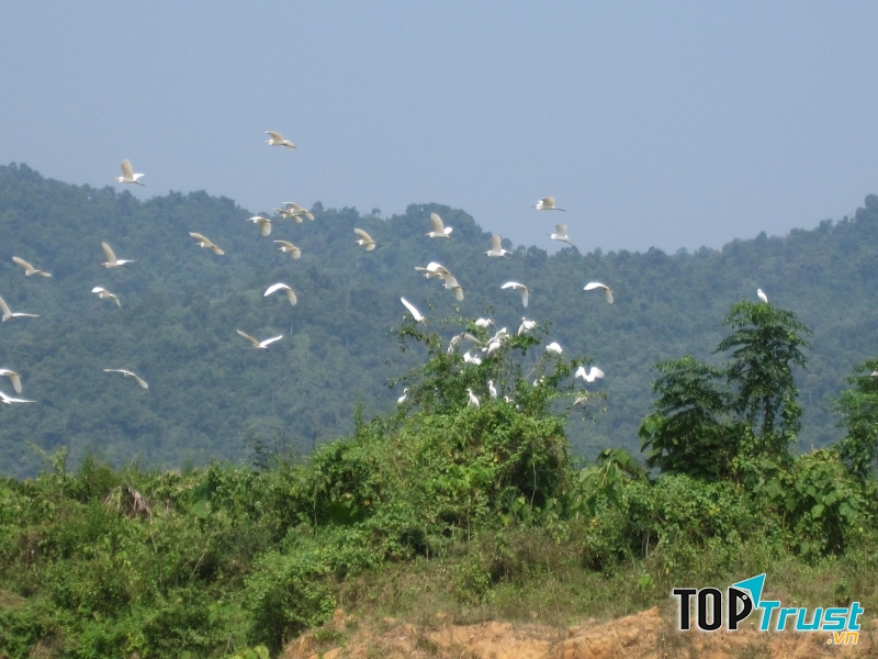Hoang dã là nơi đất lành chim đậu