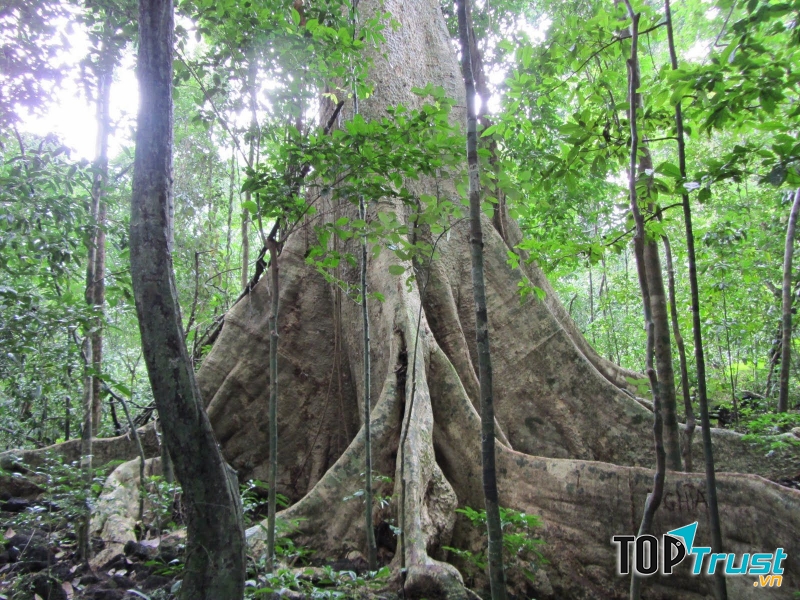 Vườn quốc gia Cát Tiên (Đồng Nai)