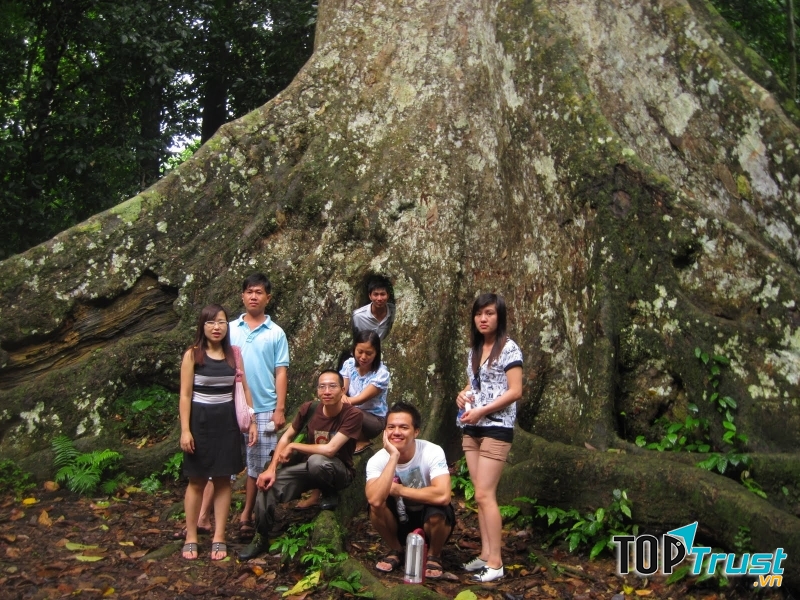 Góc nhỏ cây Chò ngàn năm tuổi