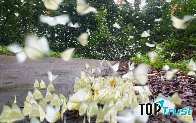 Cây trò ngàn năm tại rừng Cúc Phương