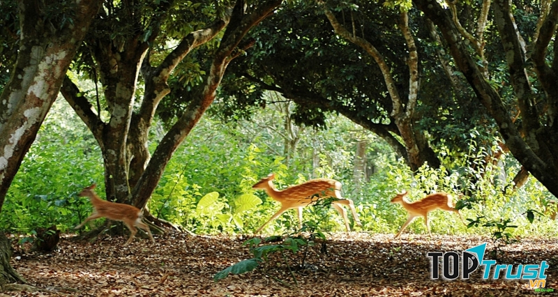 Vườn quốc gia Cúc Phương (Ninh Bình)