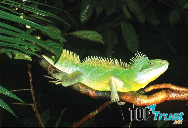 Vườn quốc gia Lò Gò- Xa Mát