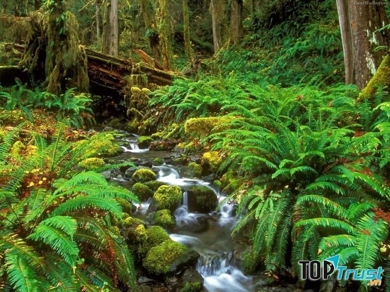 Vườn quốc gia Phú Quốc (Kiên Giang)