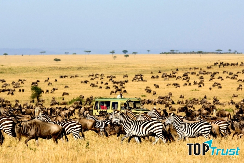 Vườn quốc gia Serengeti (Tanzania)