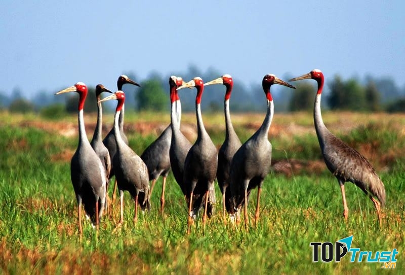 Vườn quốc gia Tràm Chim Tam Nông (Đồng Tháp)