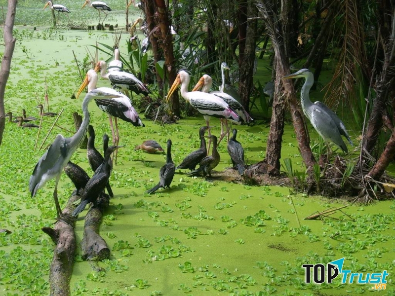 Vườn quốc gia Tràm Chim Tam Nông (Đồng Tháp)