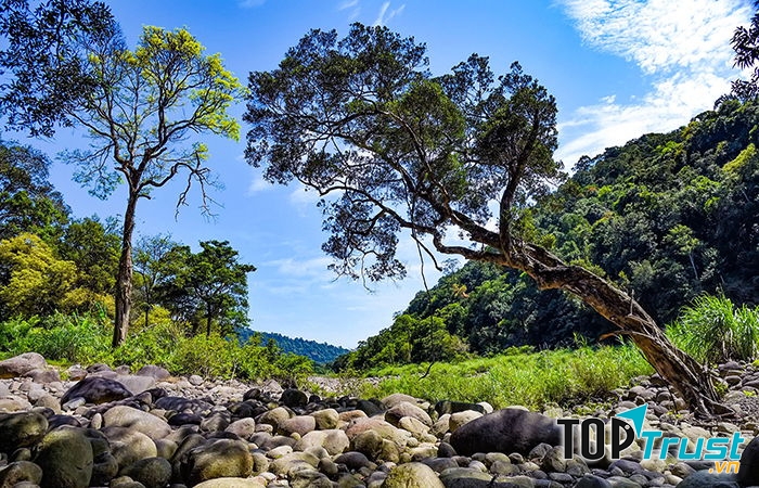 Dưới tán rừng già